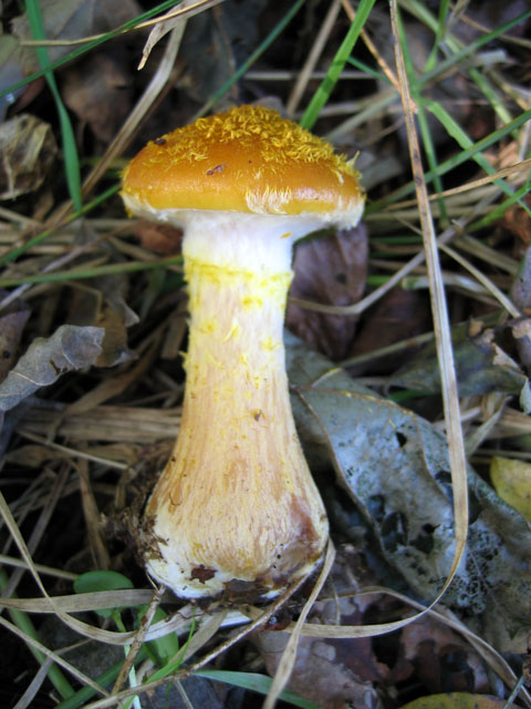 Il Genere Armillaria